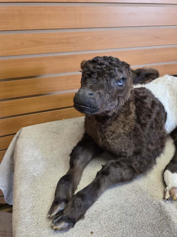 FHAB13 - Buffalo taxidermy mount (Cross Cow) Beeffalo