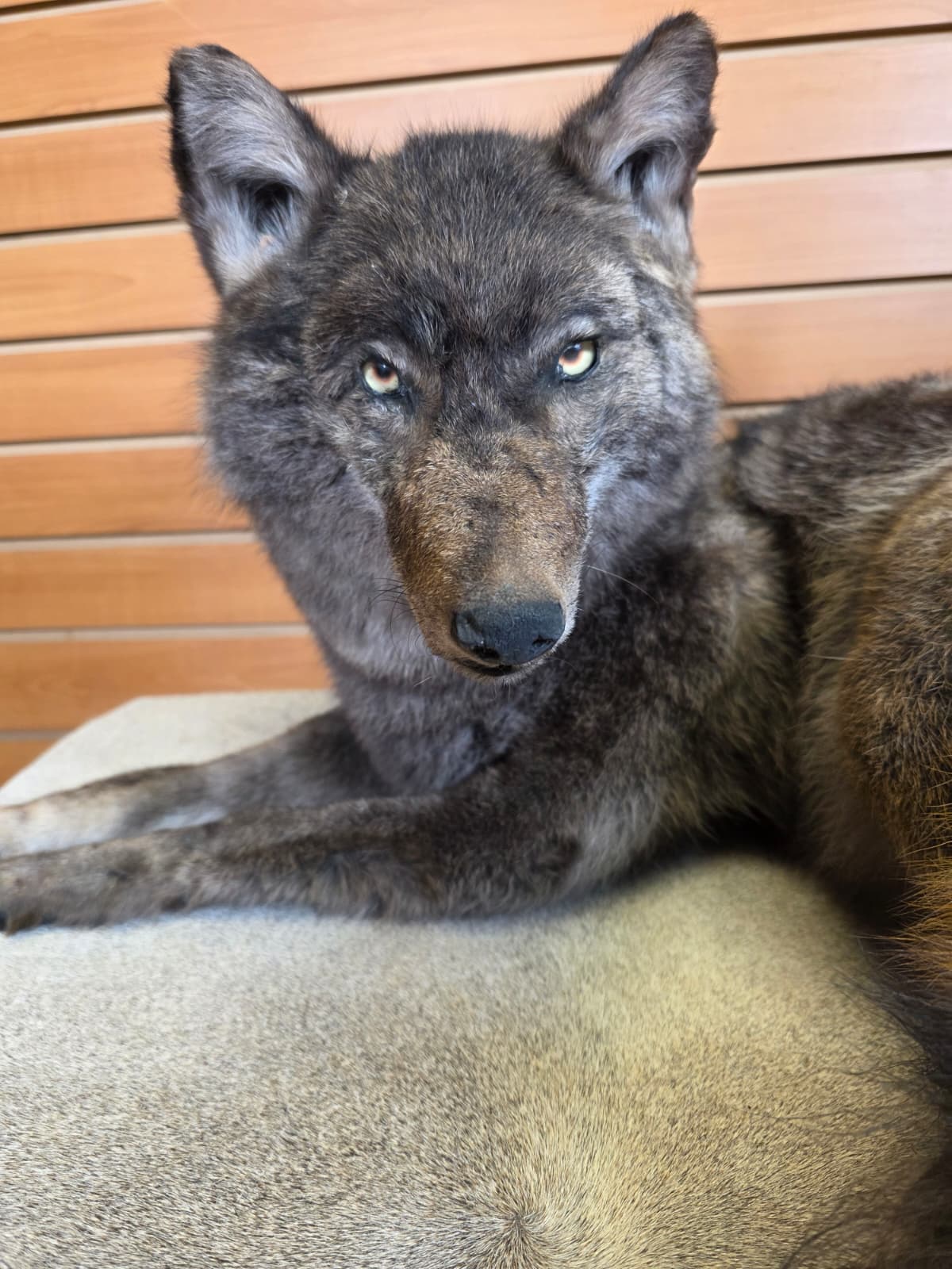 KMCY26 - Full-Body Coyote Taxidermy Mount