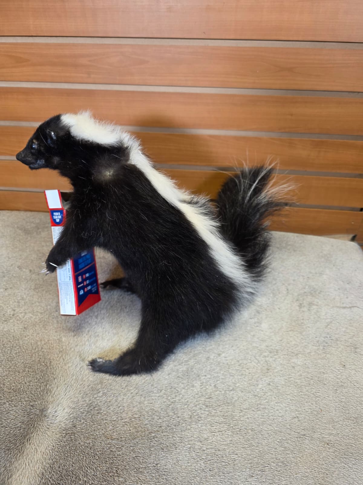 KMSK35 - Full-Body Skunk Taxidermy Mount