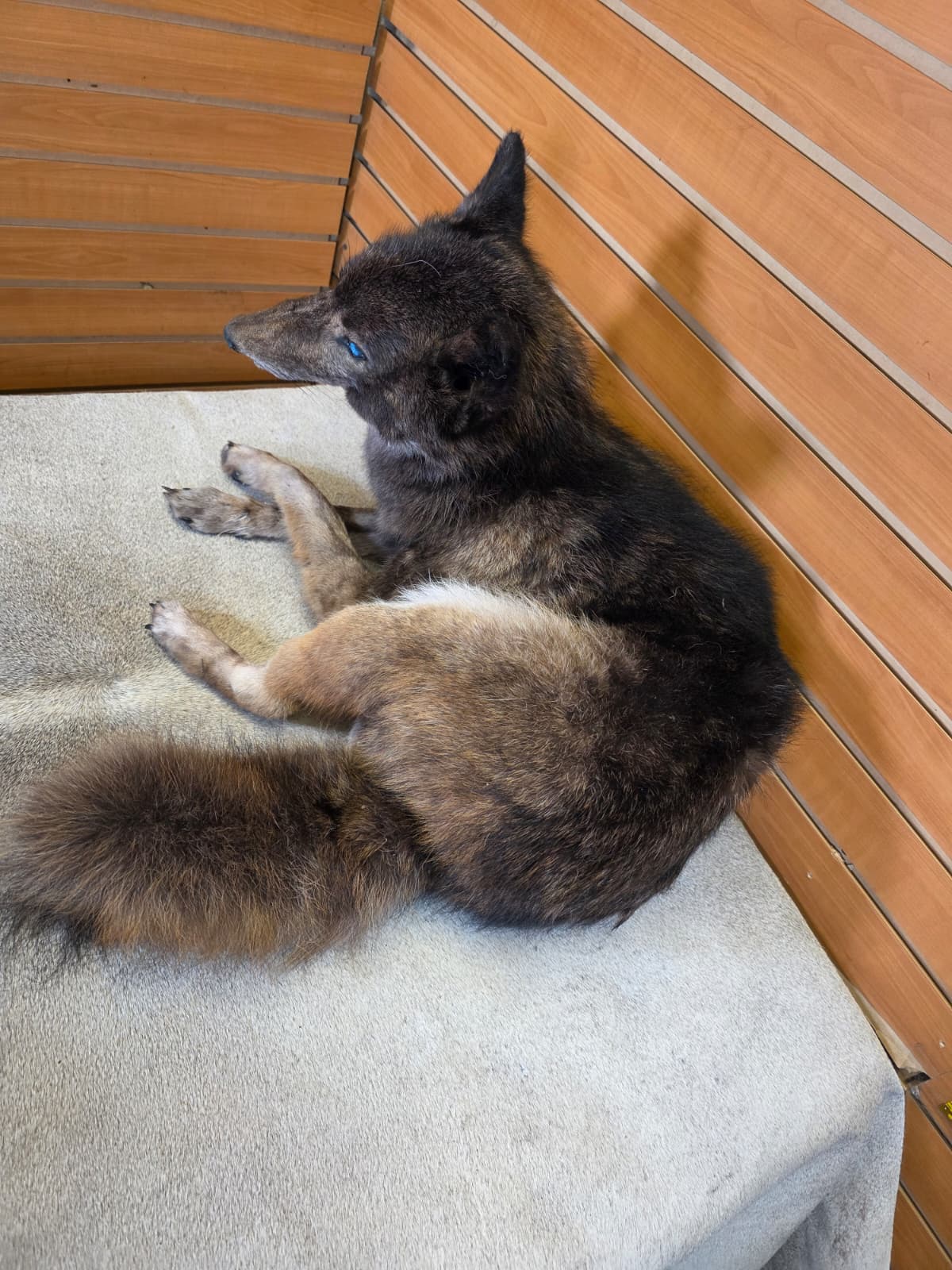 KMCY24 - Full-Body Coyote Taxidermy Mount