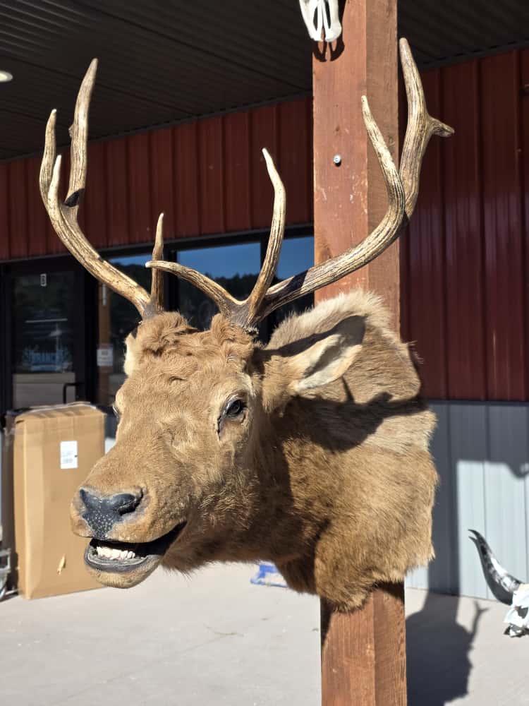 JTV297 - Elk Deer Head Taxidermy Mount