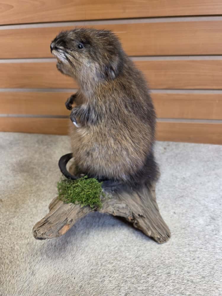 FHAB11 - Muskrat (Ondatra zibethicus) Full Mount