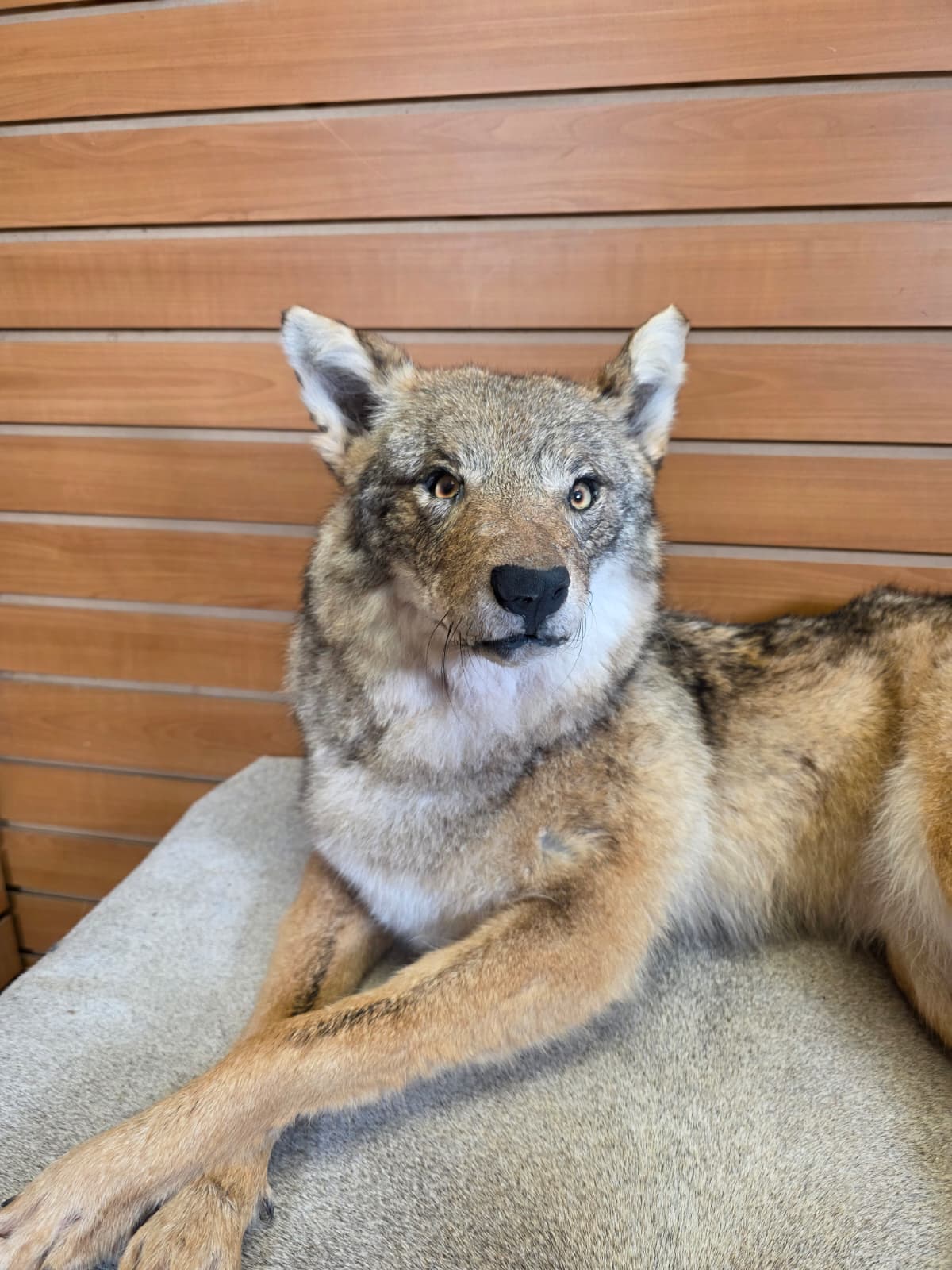 KMCY29 - Full-Body Coyote Taxidermy Mount