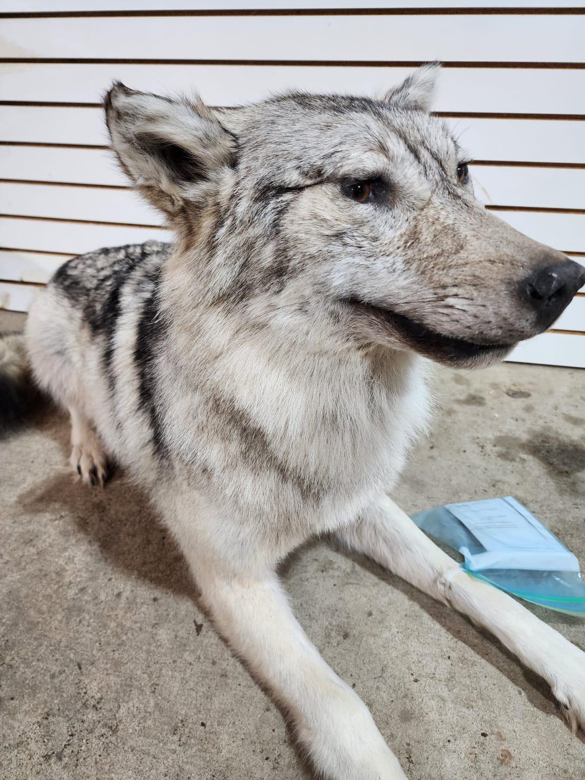 FHSUZ25 - Alaskan Wolf Taxidermy Mount