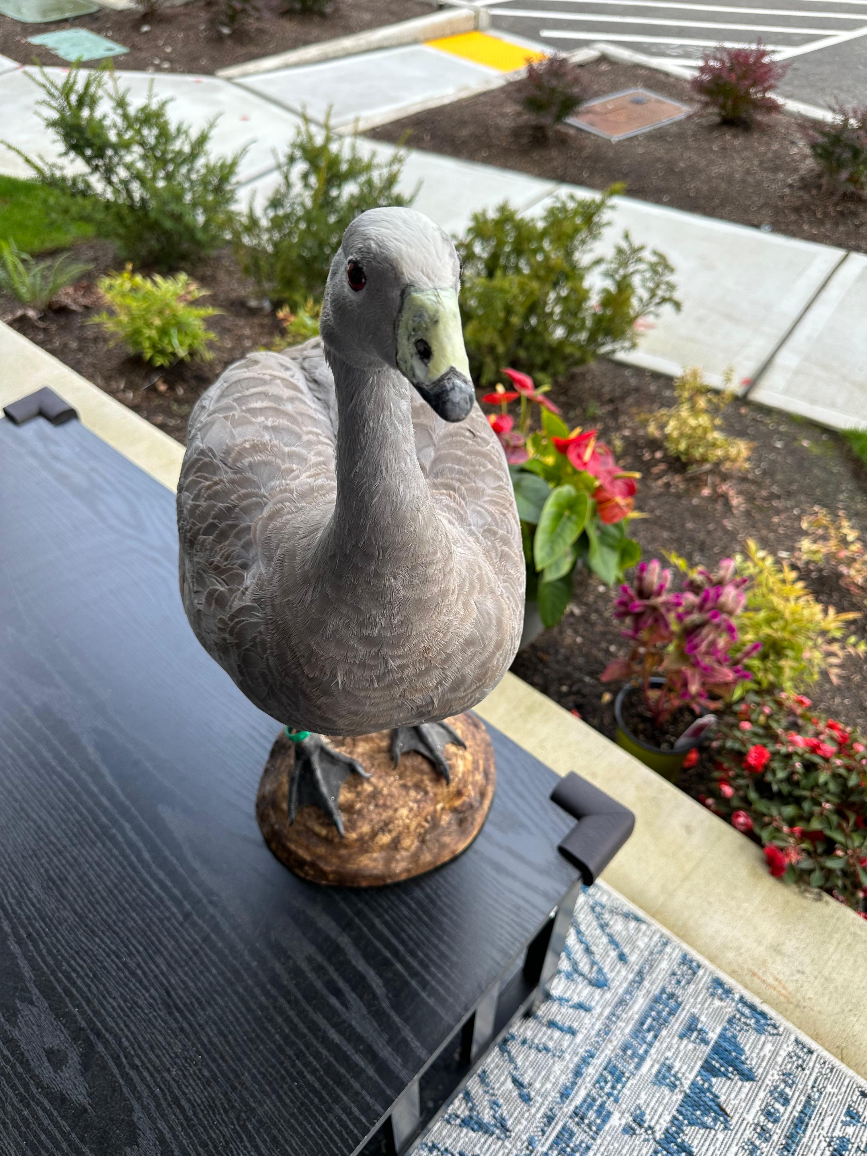 FHSUZ24 -Blue Morph Snow Goose Taxidermy – Anser caerulescens