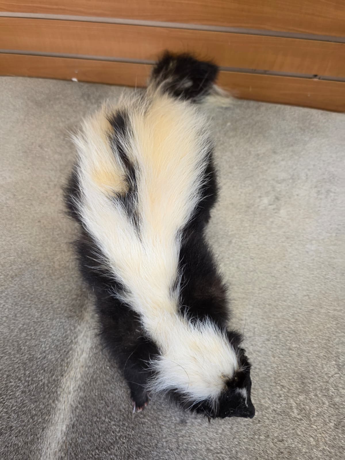 KMSK17 - Full-Body Skunk Taxidermy Mount
