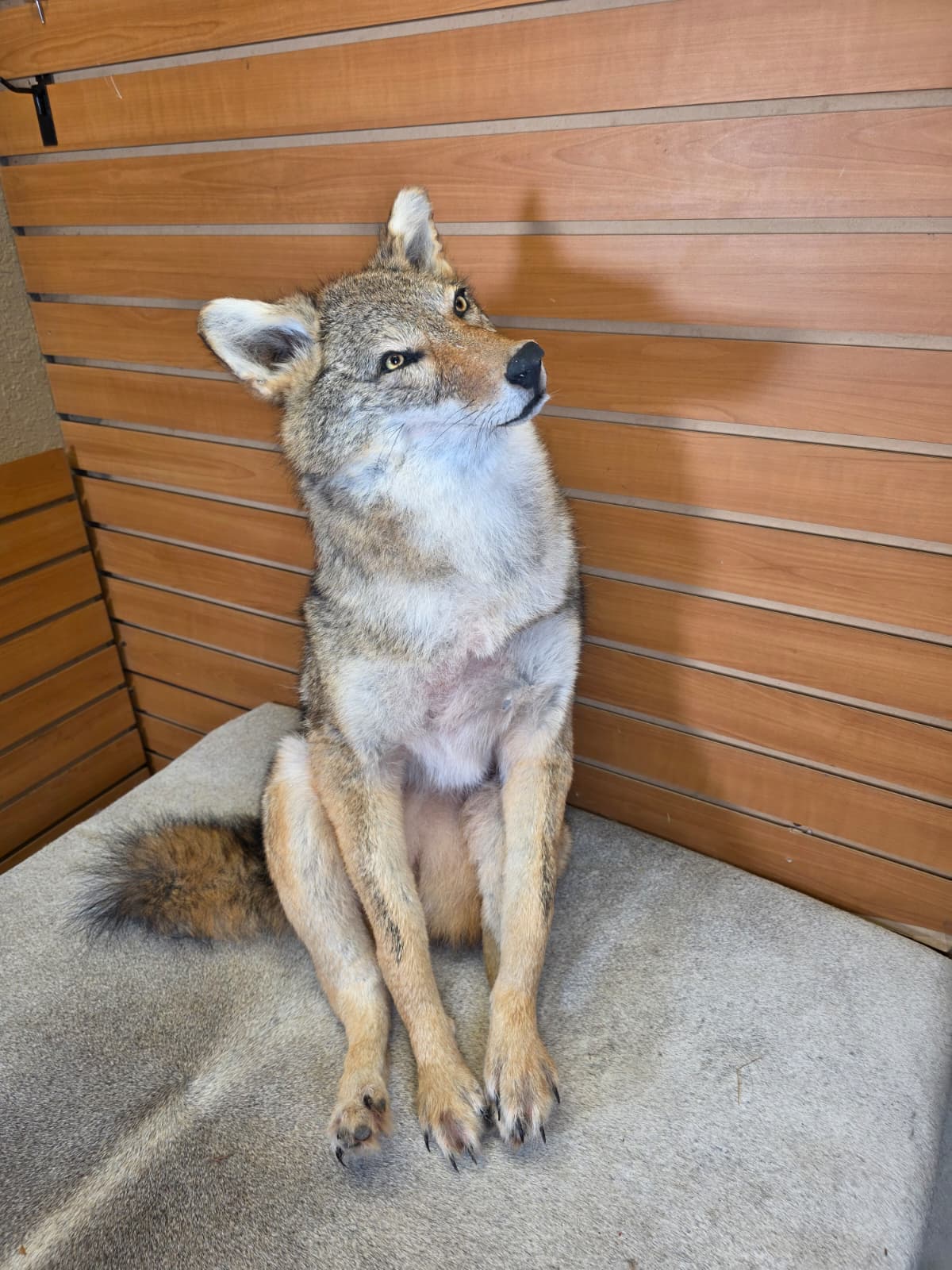 KMCY30 - Full-Body Coyote Taxidermy Mount