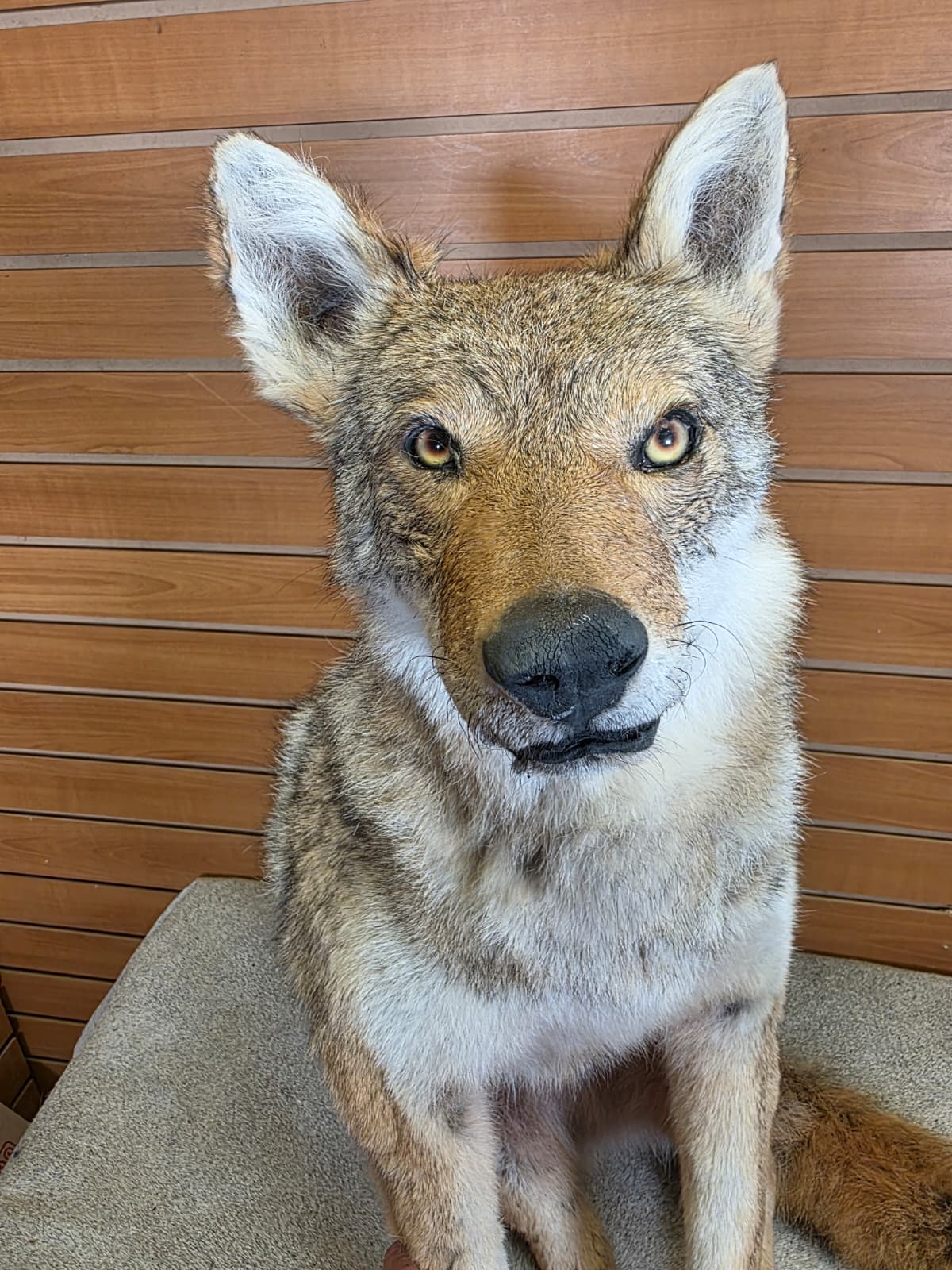 KMCY28 - Full-Body Coyote Taxidermy Mount