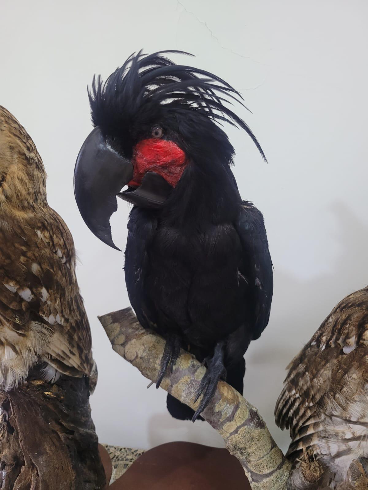 FHSUZ27 - Palm Cockatoo Bird Taxidermy Mount