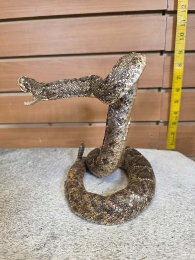 JTV280 - Full-Body Rattlesnake Taxidermy