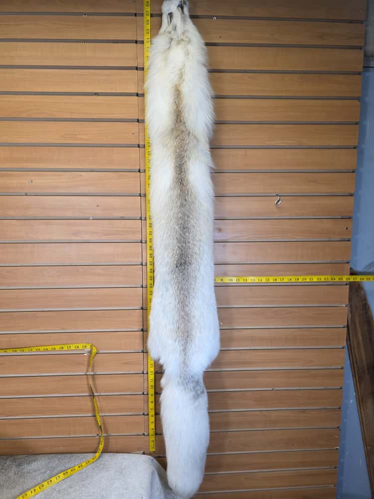 JTV291 - Champagne Fox Fur – Taxidermy Mount