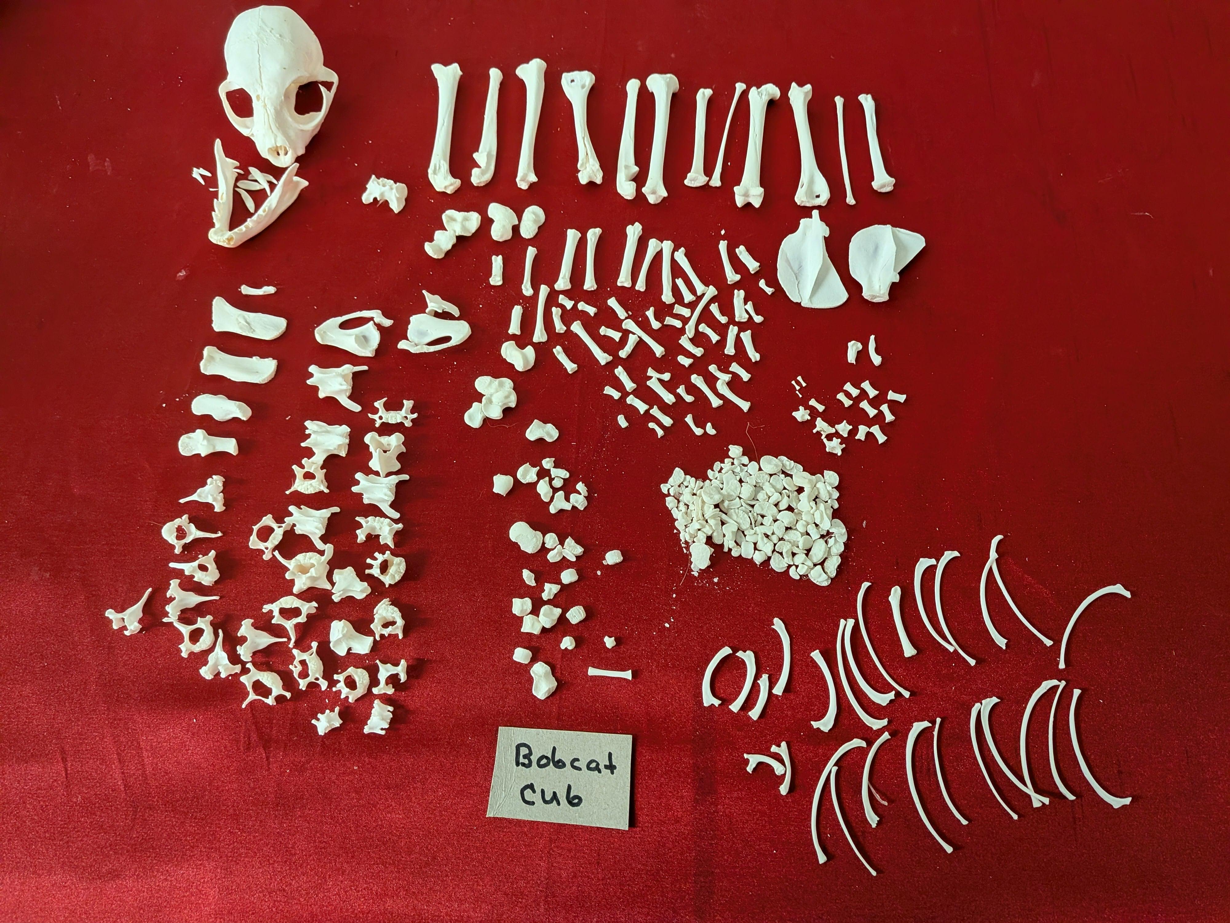 FHSUZ11 - young Skunk real skeleton professionally cleaned