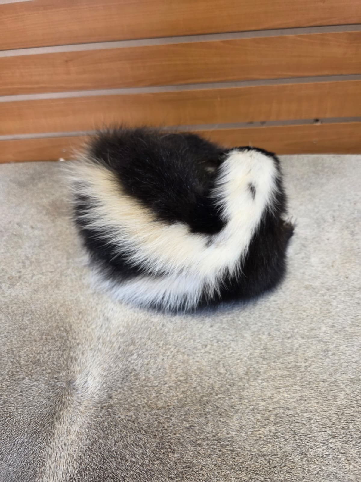KMSK31 - Full-Body Skunk Taxidermy Mount