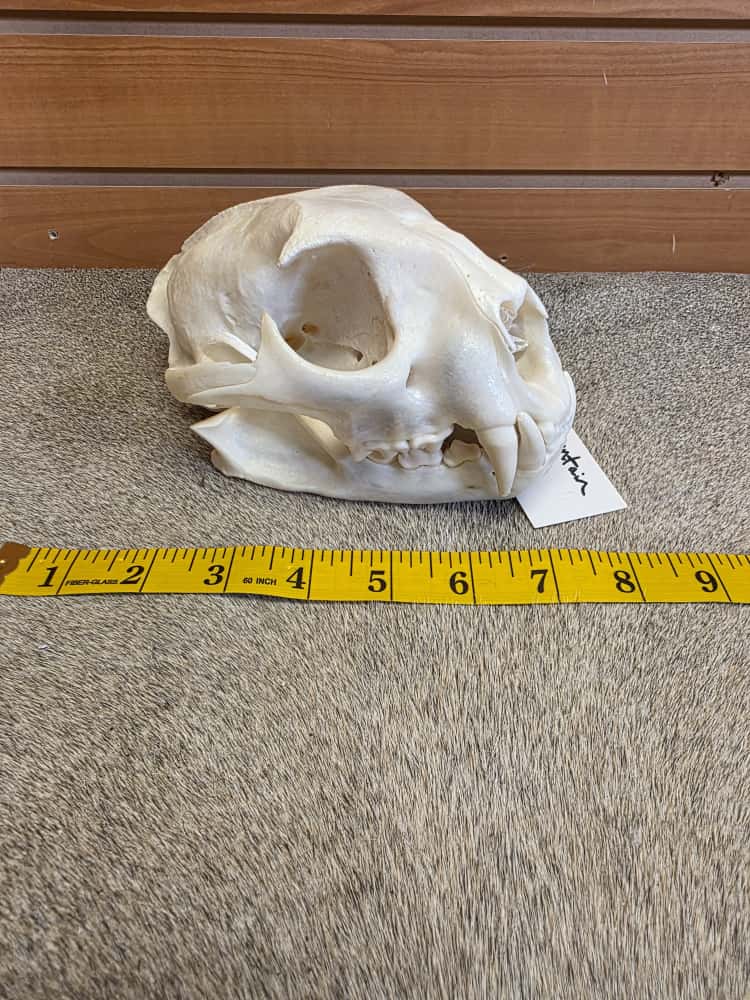 FHBN100 - Cougar Skull – Taxidermy Mount