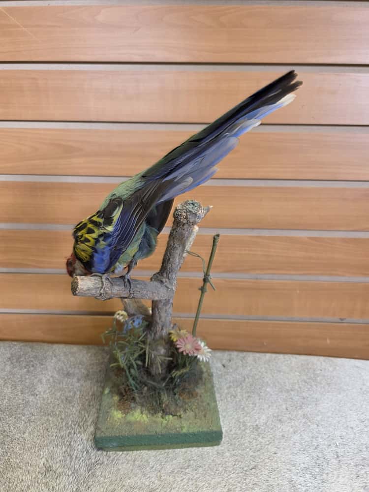 JTV276 - Farm-Raised Eastern Rosella Parrot