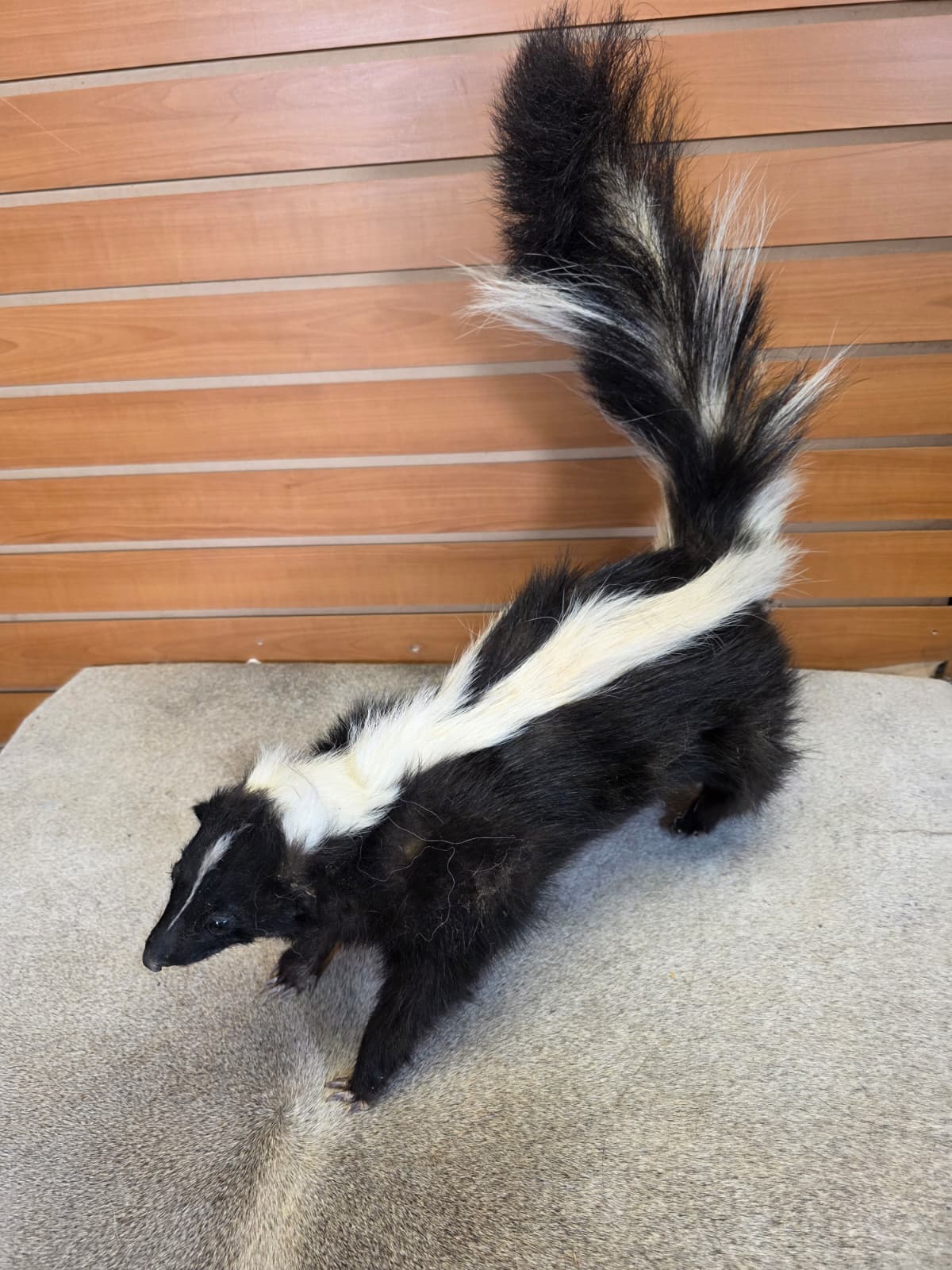 KMSK27 - Full-Body Skunk Taxidermy Mount