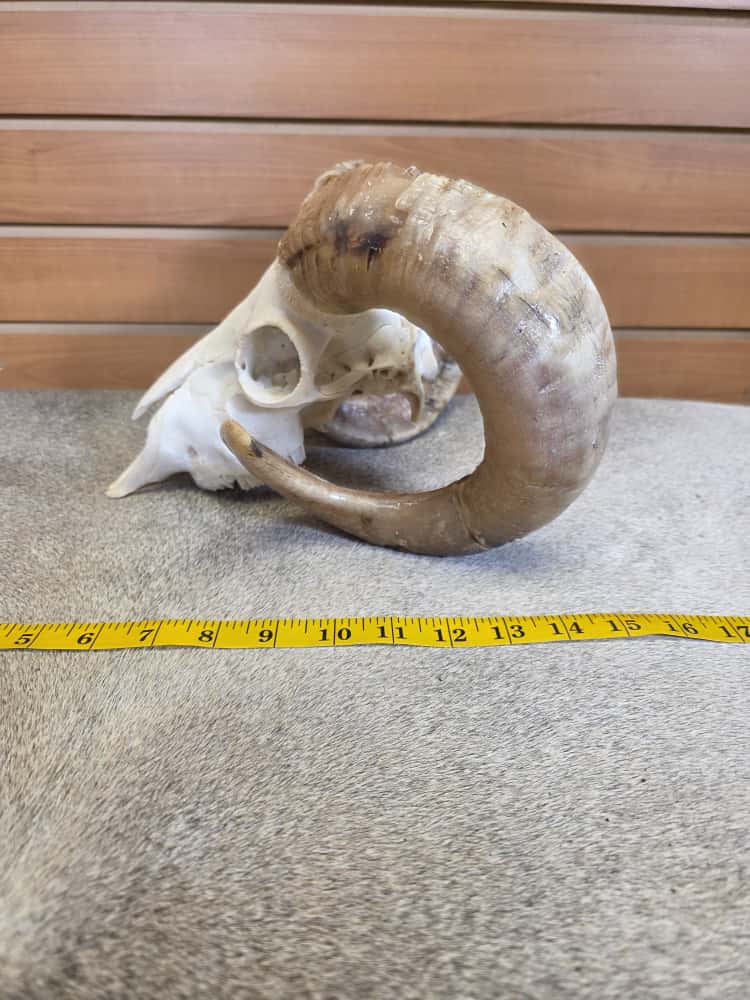 JTV289 - Ram Skull – Full Curl – Taxidermy Mount
