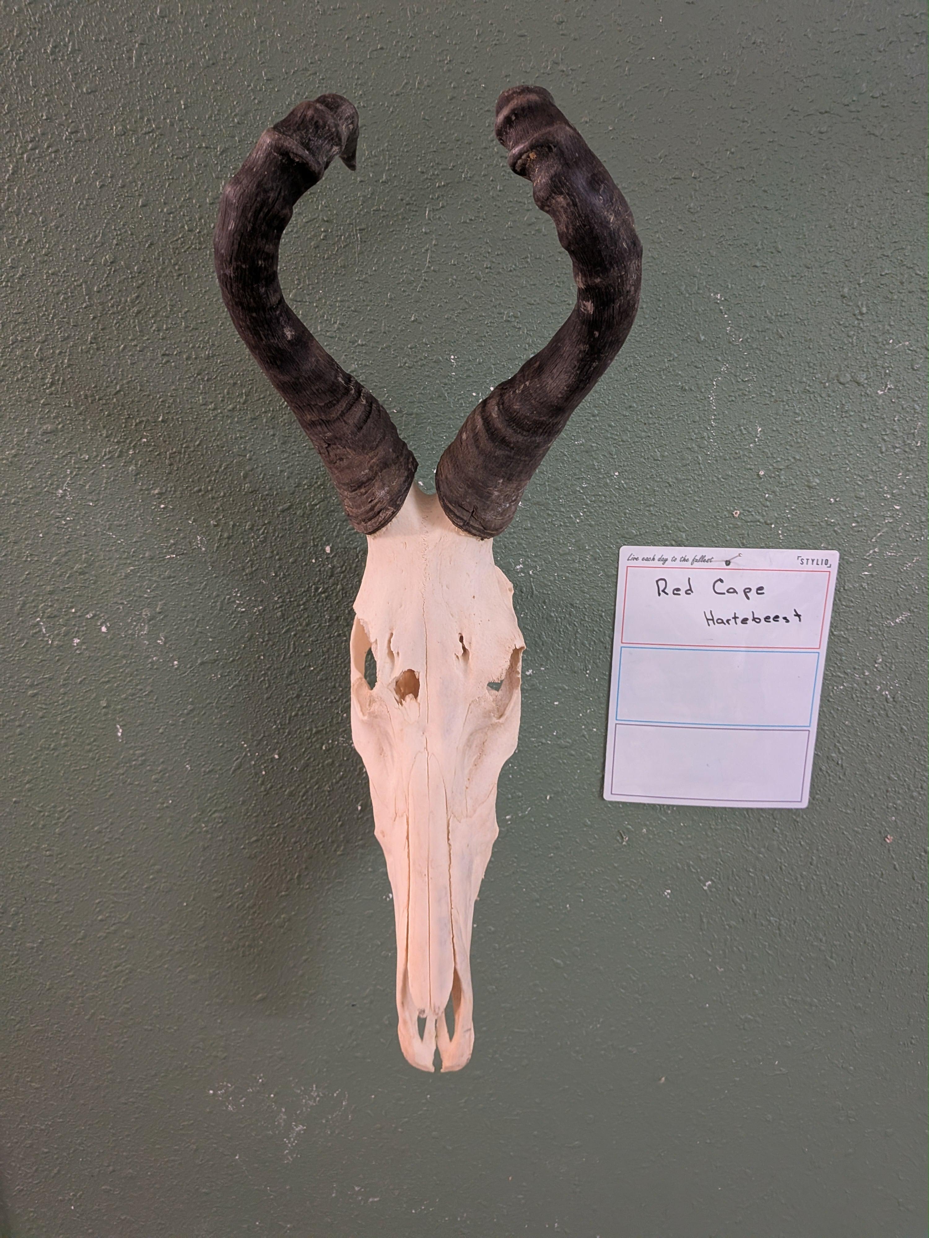 FHSUZ9 - Red Cape Hartebeest taxidermy Mount