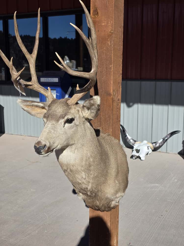 FHRAN2 - Mule Deer Head Taxidermy Mount