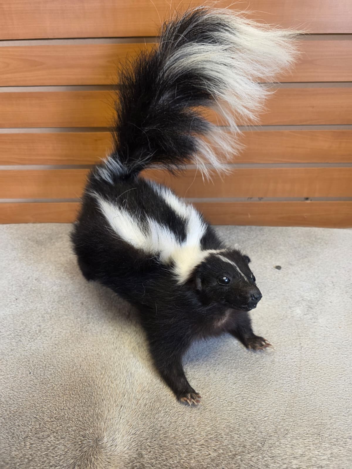 KMSK26 - Full-Body Skunk Taxidermy Mount