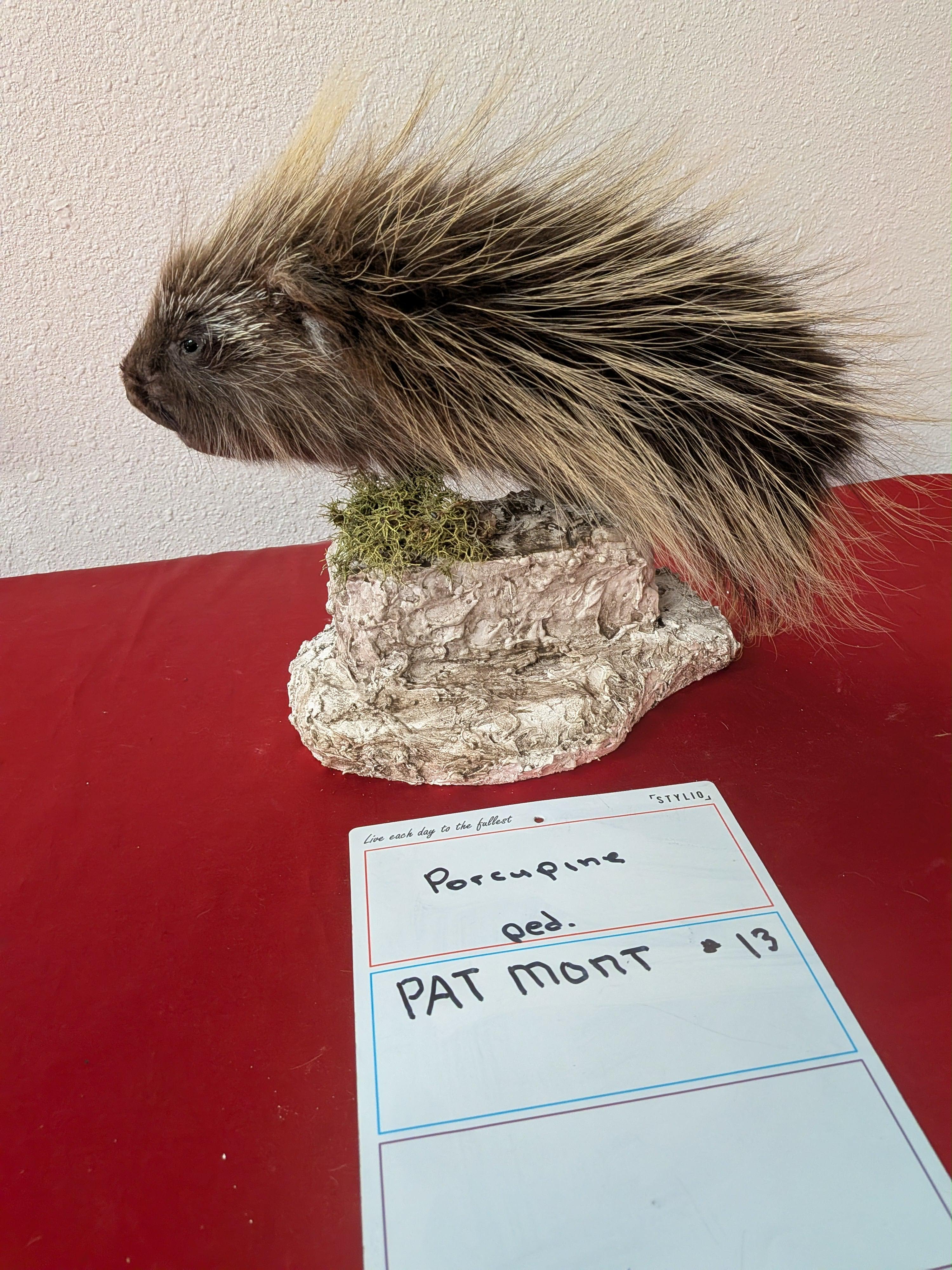 FHPAT13- Beautiful Montana Prime Winter Porcupine Shoulder Taxidermy Mount