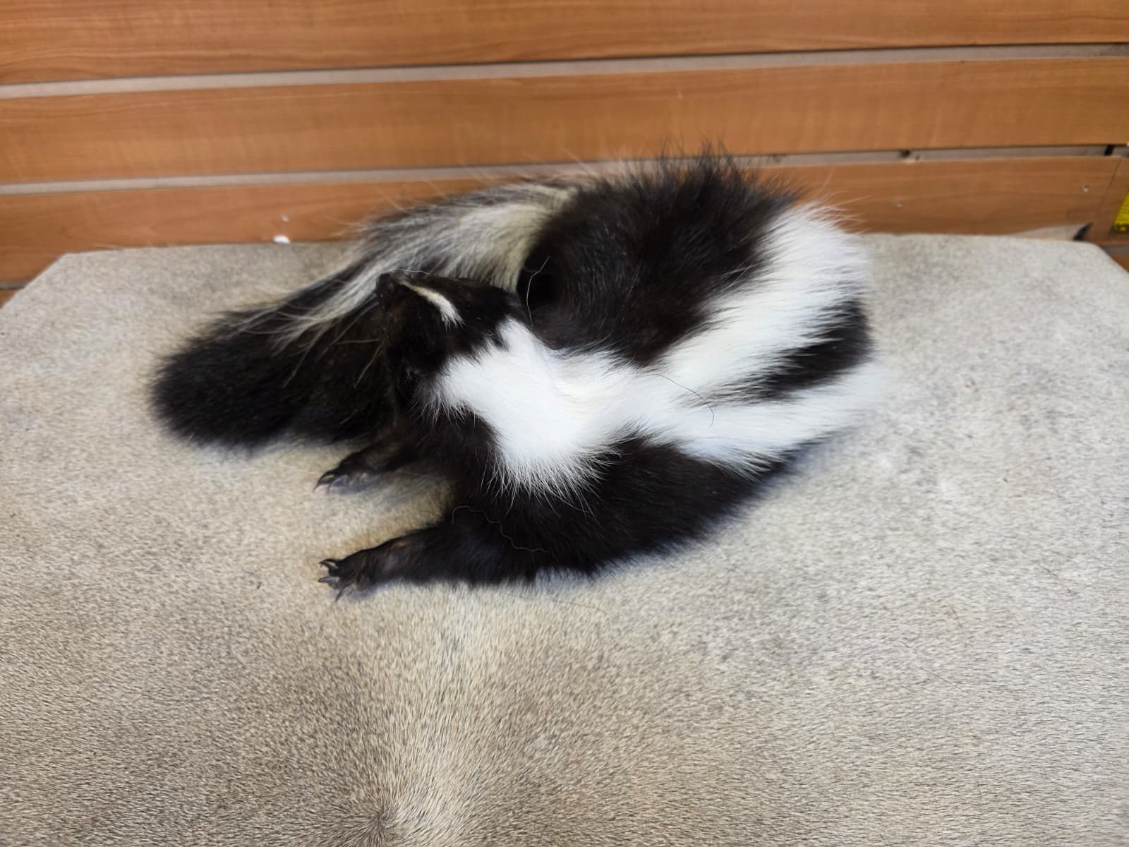 KMSK13 - Full-Body Skunk Taxidermy Mount