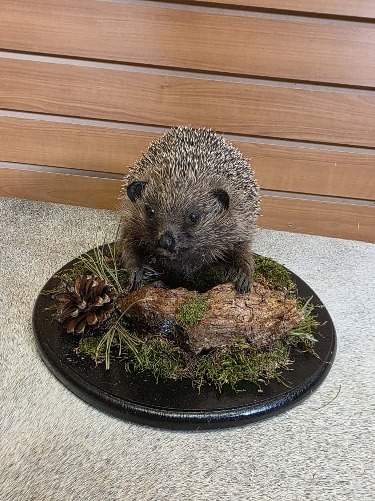 FHAB7 - Hedgehog Full Mount
