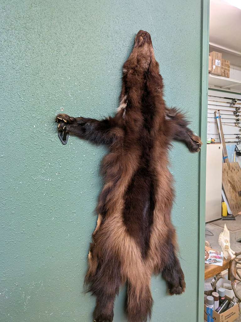 FHSUZ21 - Wolverine Wall Hanger NiceFur