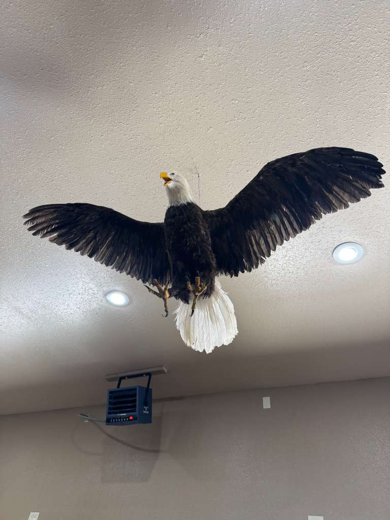 FHSUZ19 - Replica Realistic Bald Eagle Taxidermy Mount