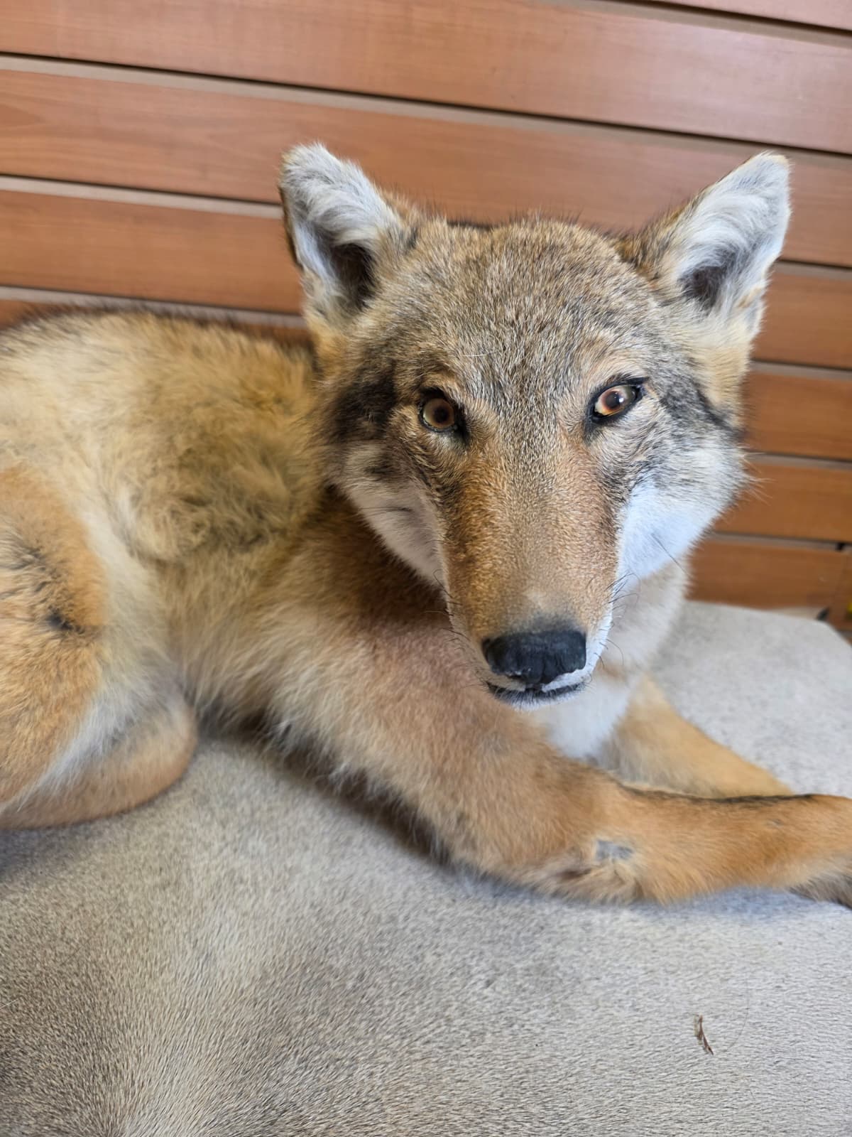 KMCY22 - Full-Body Coyote Taxidermy Mount