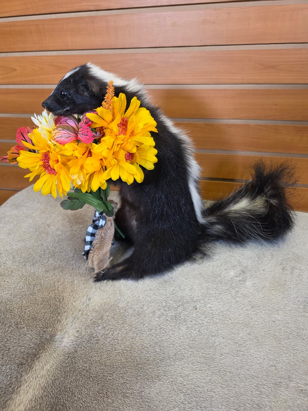 KMSK39 - Full Skunk with Floral Wreath Taxidermy Mount