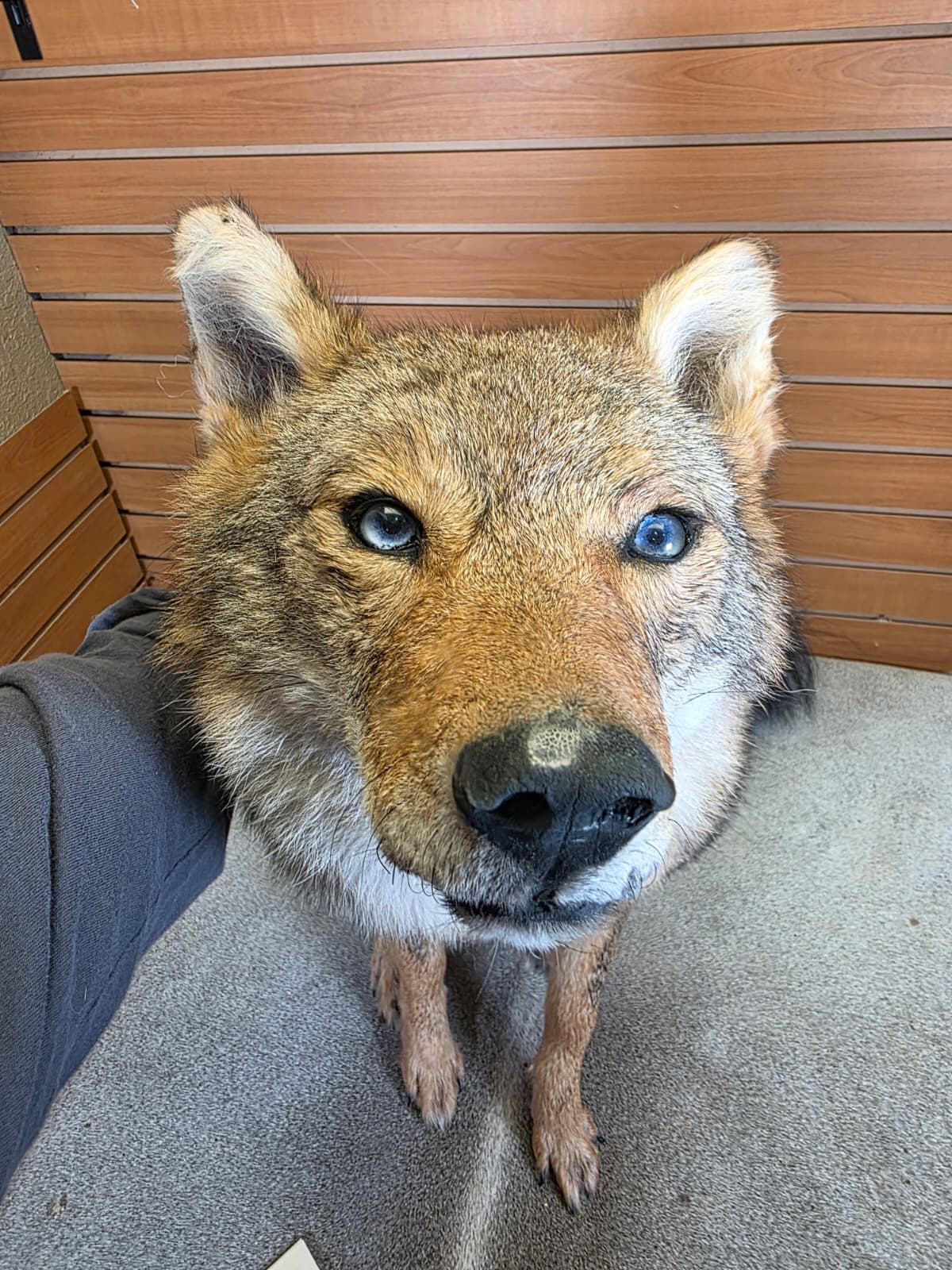 KMCY17 - Full-Body Coyote Taxidermy Mount