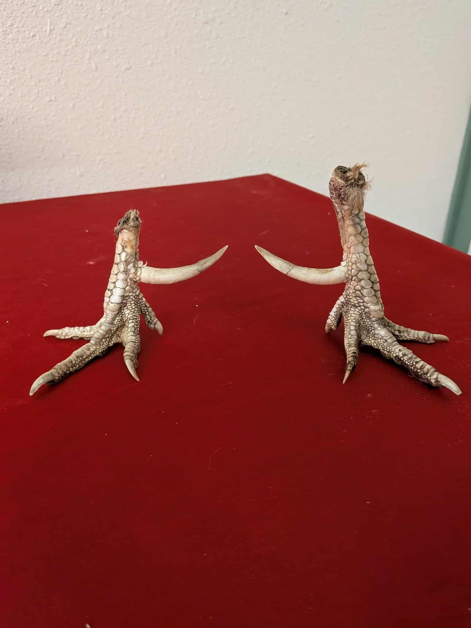 FHSUZ18 - rooster feet with Spurs