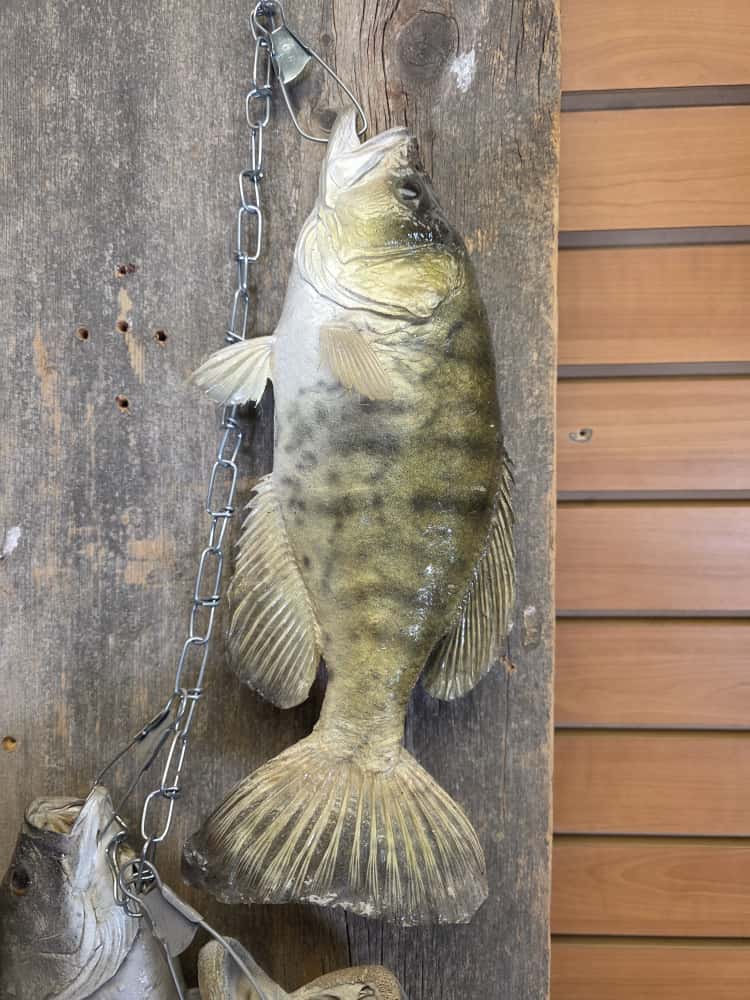 FHCM63 - Florida Bass Full Mount – Set of 3