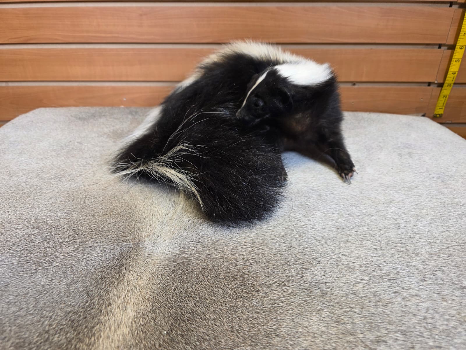 KMSK12 - Full-Body Skunk Taxidermy Mount