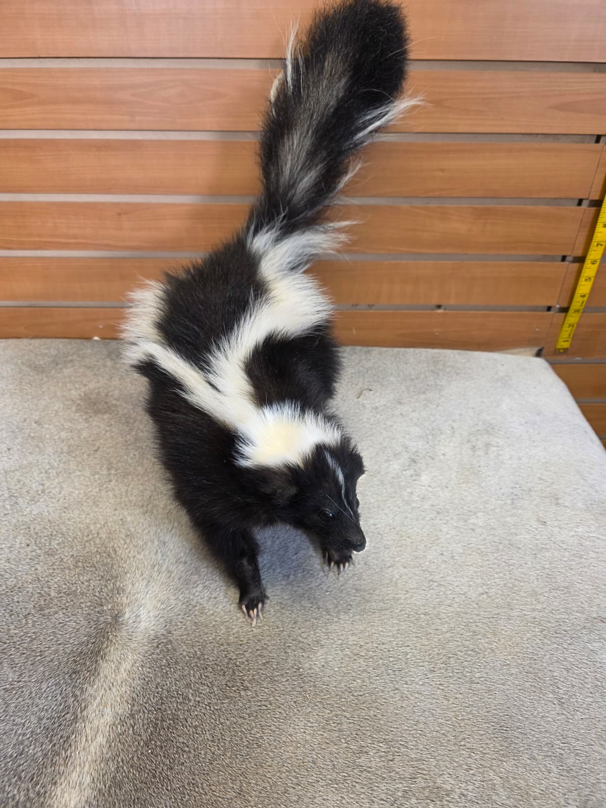 KMSK23 - Full-Body Skunk Taxidermy Mount
