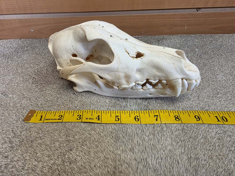 FHBN101 - Wolf Skull – Taxidermy Mount