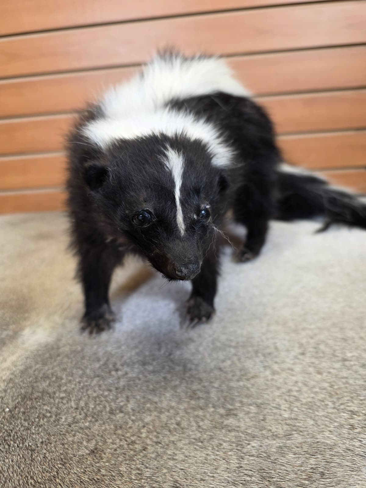 KMSK10 - Full-Body Skunk Taxidermy Mount