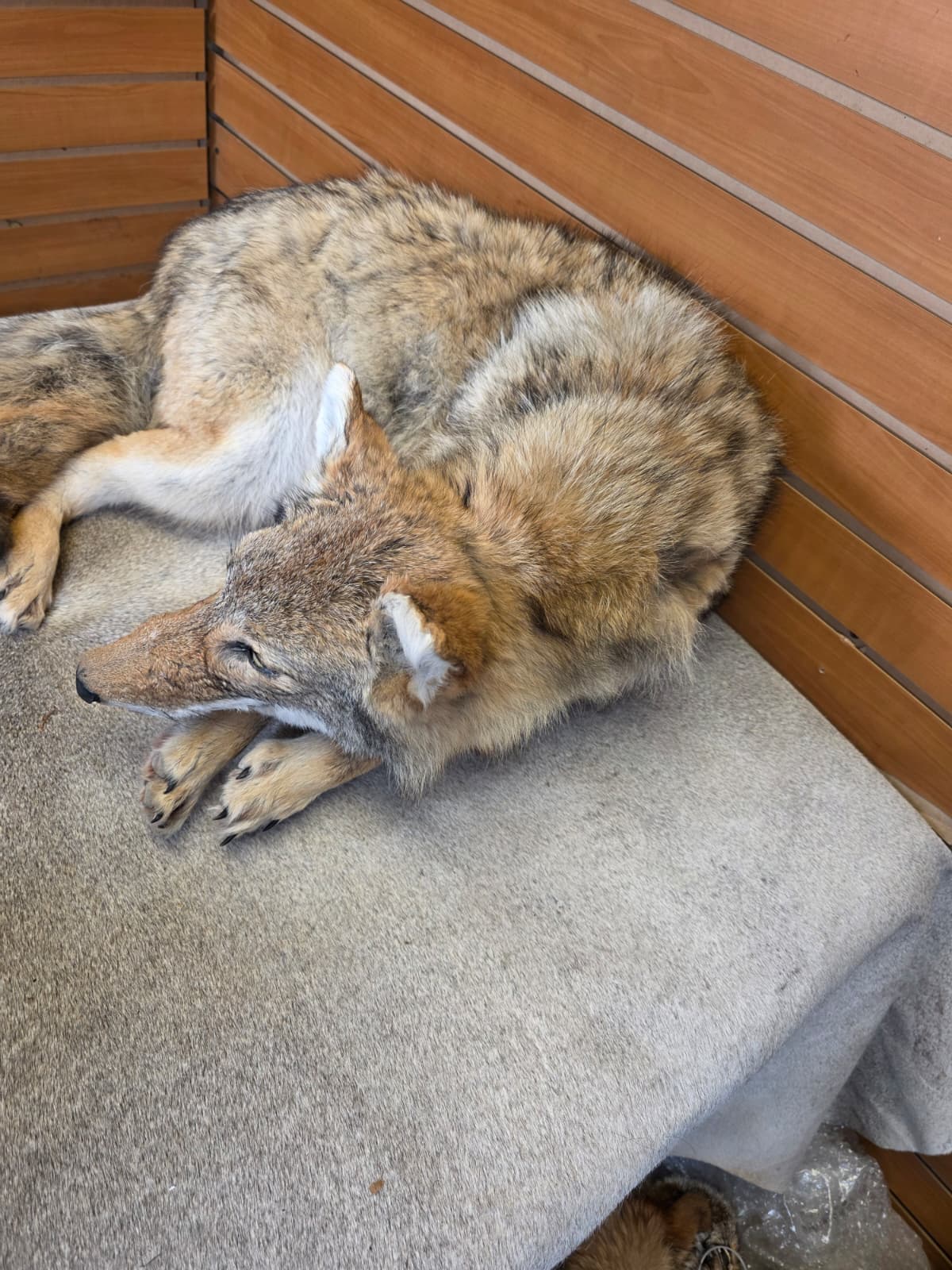 KMCY23 - Full-Body Coyote Taxidermy Mount
