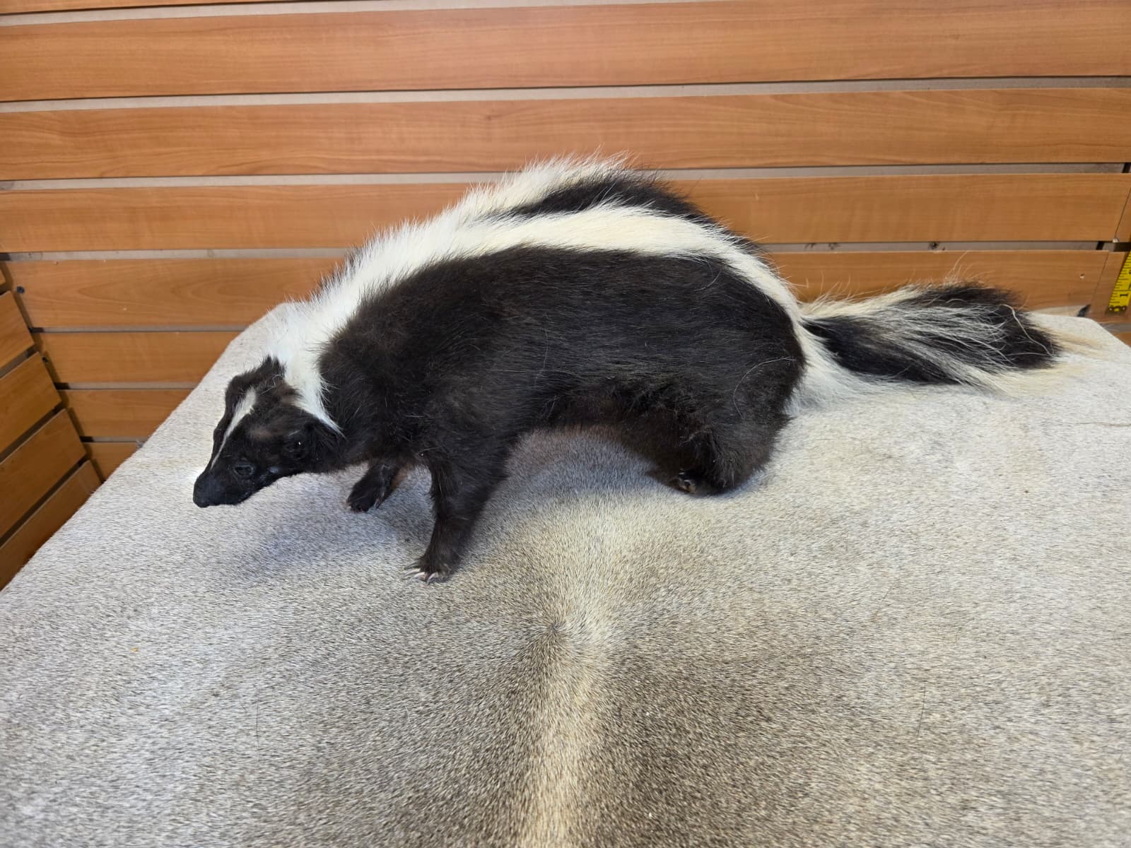 KMSK28 - Full-Body Skunk Taxidermy Mount