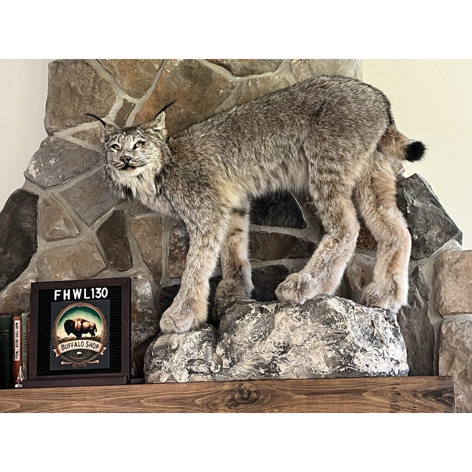 FHWL130 - Alaskan Lynx Taxidermy Full Body Mount Prime Fur