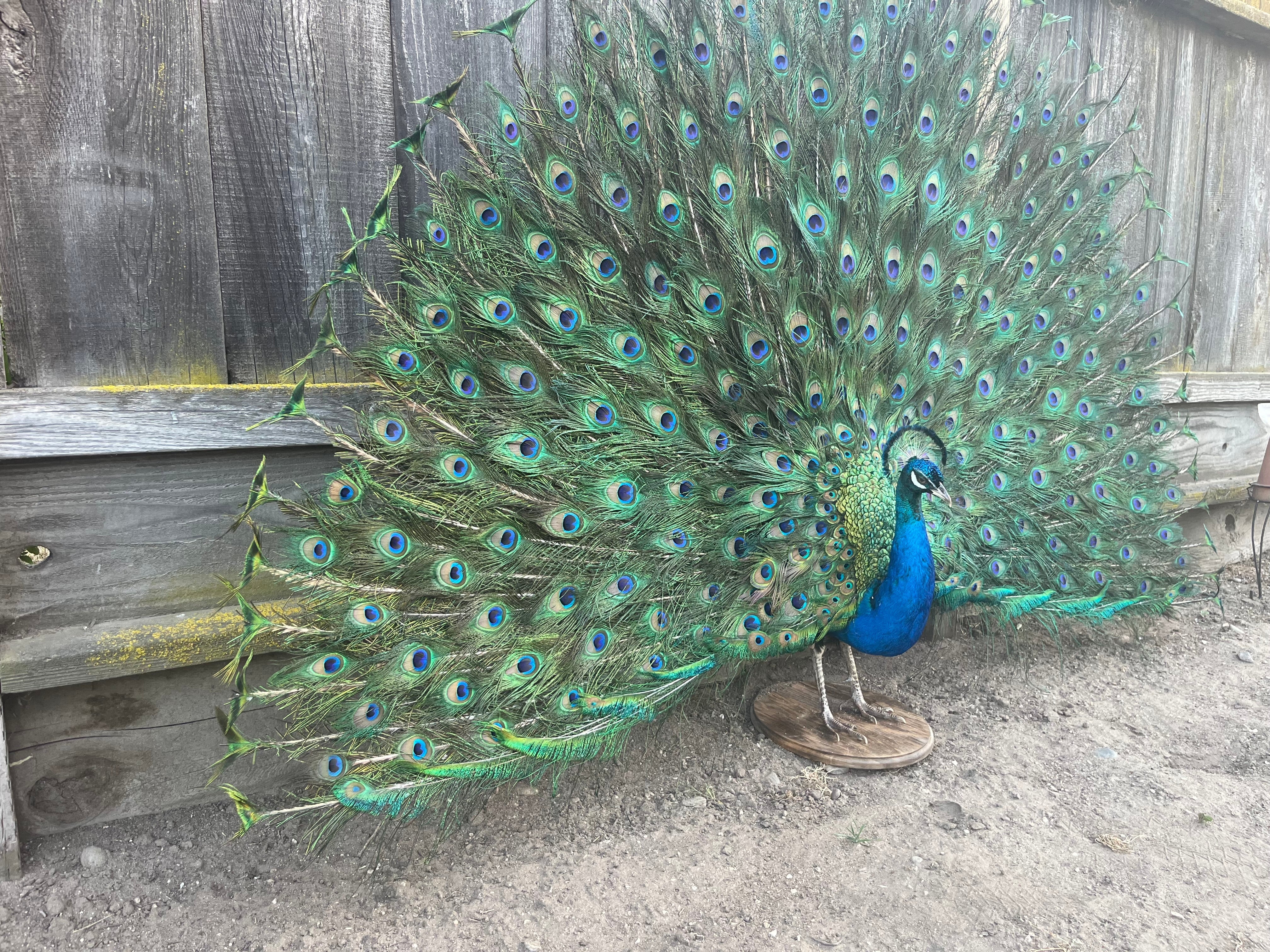 FH201- museum quality detachable tail peacock