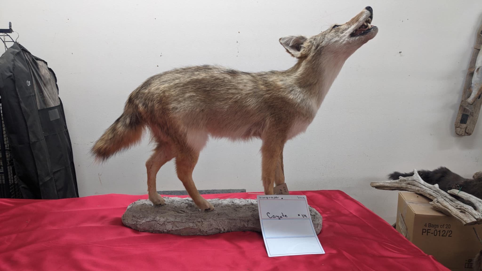 FHPAT9- howling coyote taxidermy mount