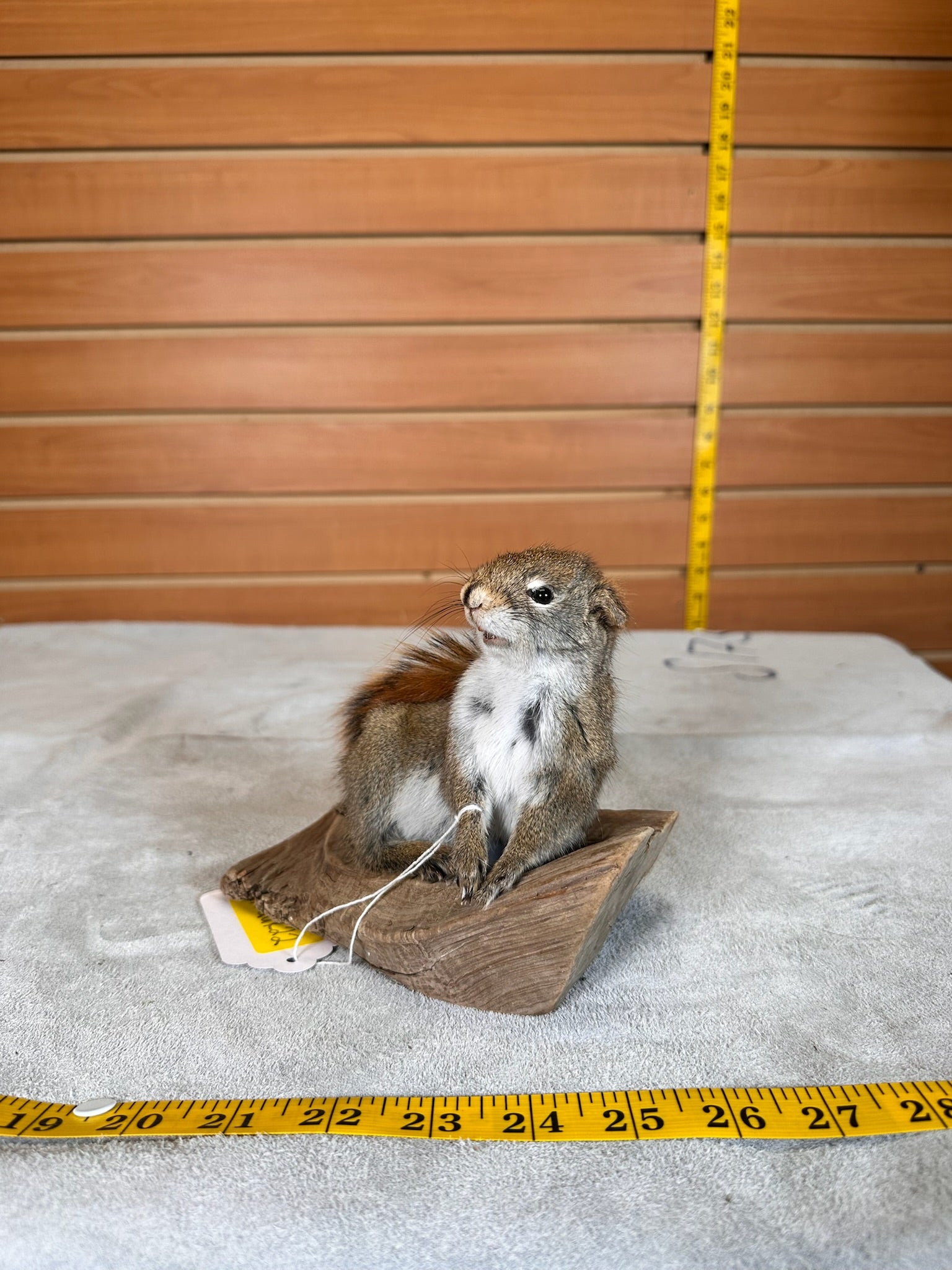 FHSQUIR22- American Red Squirrel Taxidermy Mount