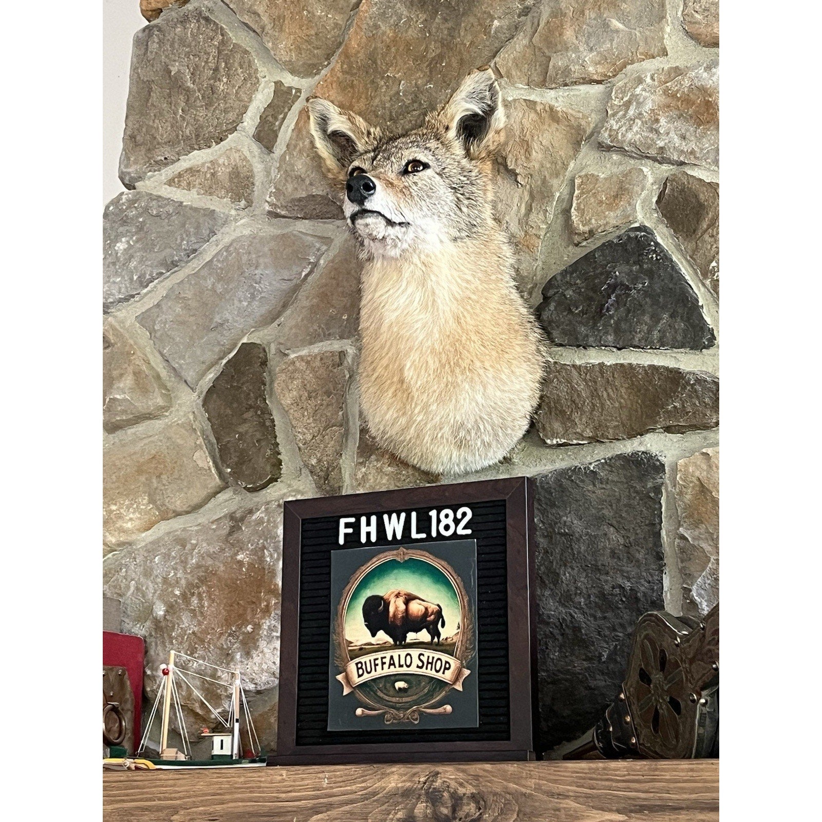 FHWL182 - Coyote Shoulder Museum Quality mount Taxidermy
