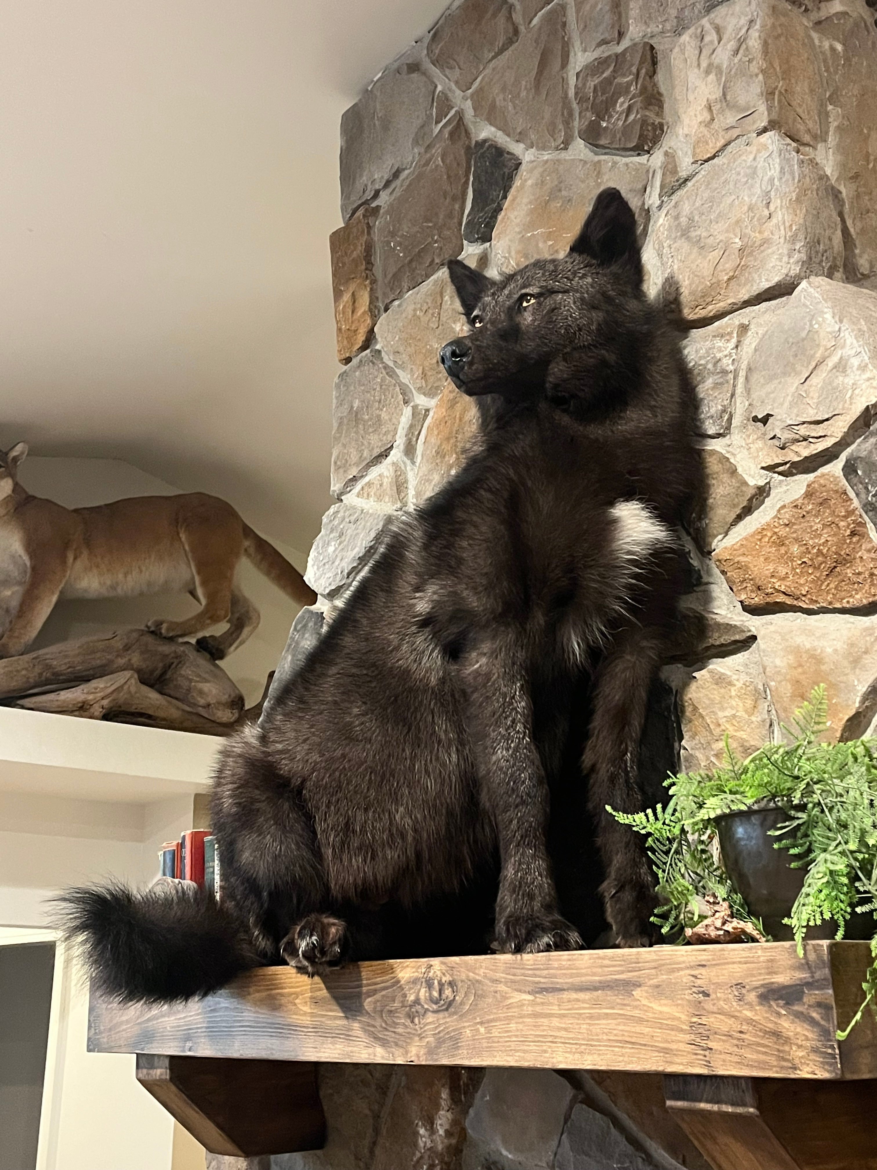 FHWL16 - Black Alaskan wolf Taxidermy mount