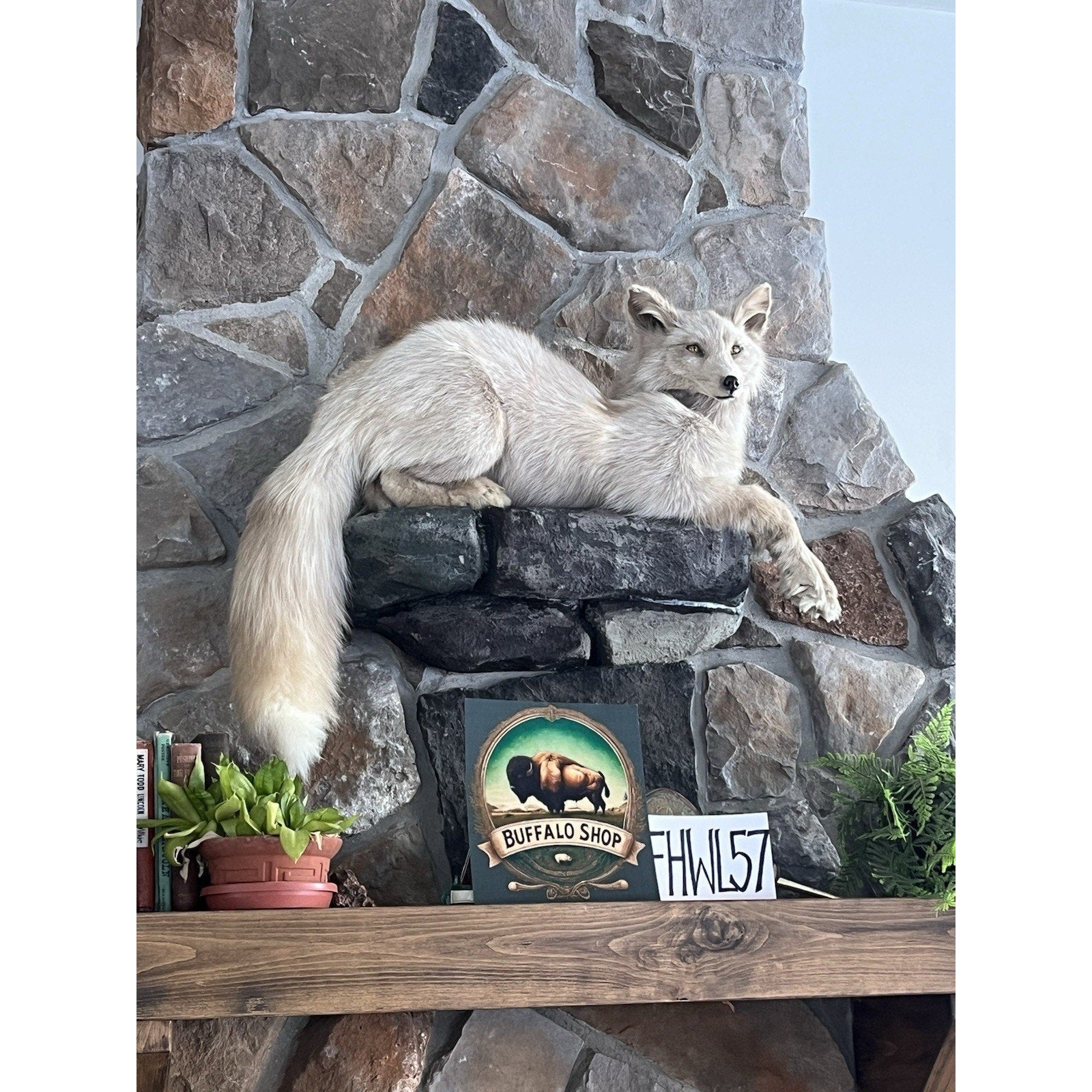 FHWL57 - Beautiful Cream Fox Taxidermy Full Body Mount
