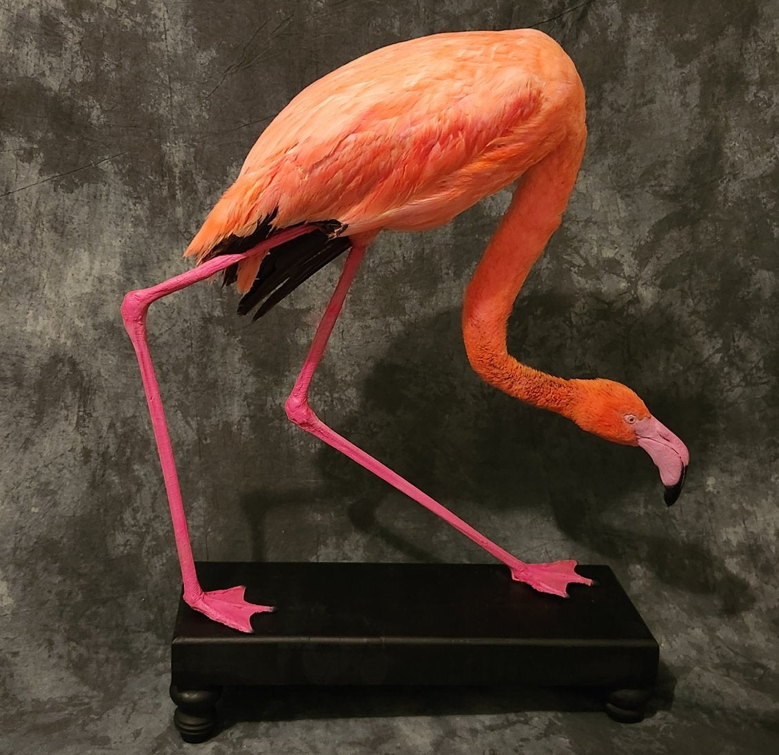 FHFLAM1 - Chilean Flamingo Museum quality Taxidermy mount bird