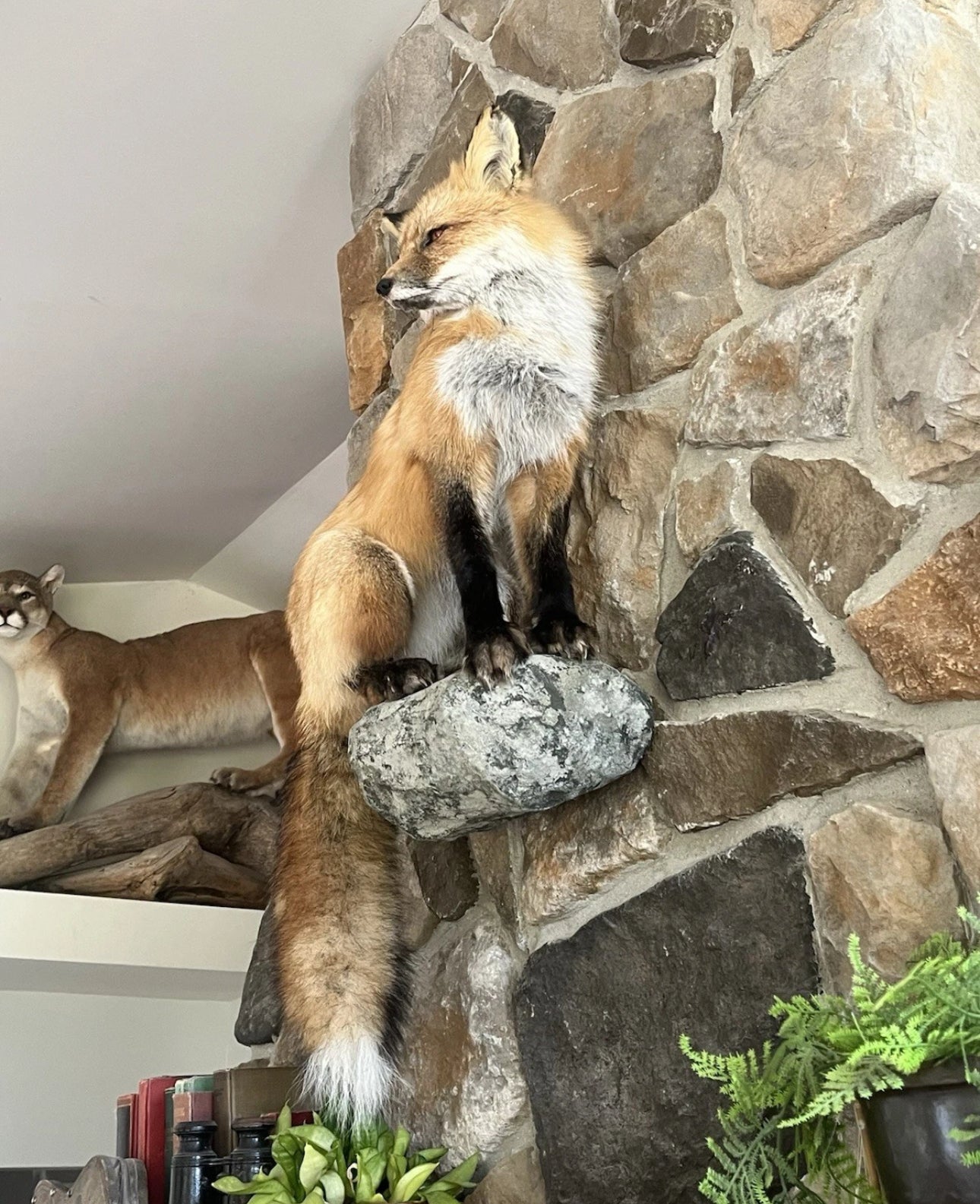 FHWA0802 - Red Fox Taxidermy Full Body Mount