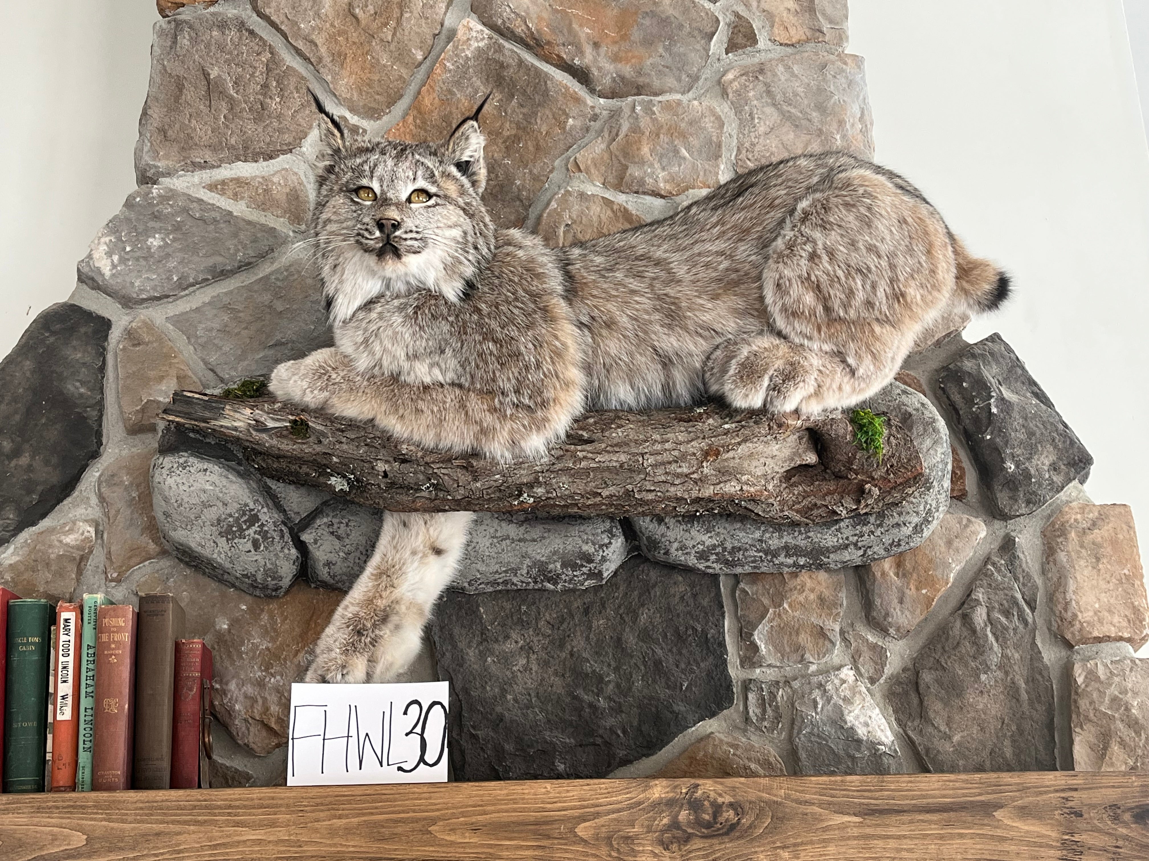 FHWL30 - Alaskan Lynx Taxidermy Full Body Mount Prime Fur